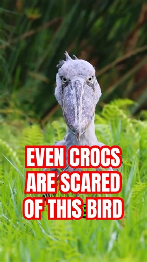 Even Crocodiles are terrified by the Shoebill