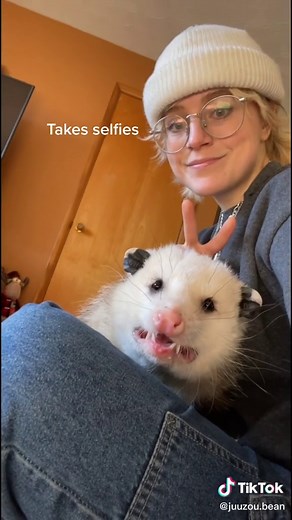 Juuzou: The Domesticated Opossum | Cute Possum Videos