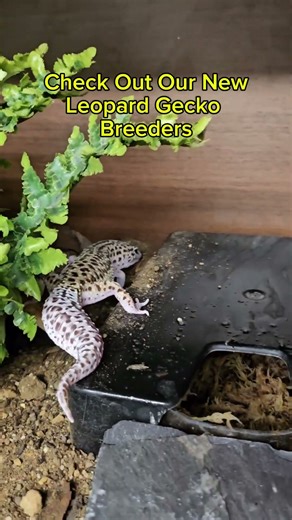 Check Out Our New Breeder Leopard Geckos !! #leopardgeckos #leopardgecko #leopardgeckosofig #gecko