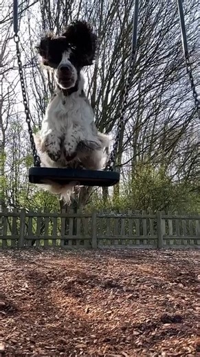Smart Dog Performs Tricks At Playground