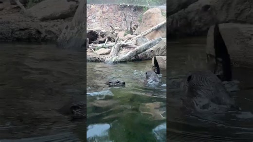Friends swimming together and having a blast