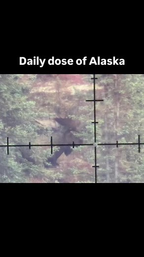 MOA reticles can be a help judging moose. . . . #moose #moa #highcountryalaska #jeffpralle #huntingseason #lodgelife #alaska | High Country Alaska