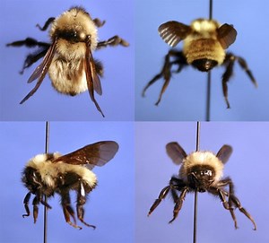 Bombus fervidus - Alchetron, The Free Social Encyclopedia