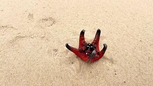 Vibrant red starfish on sandy beach, concept of marine life and natural ocean beauty, suitable for environmental documentaries and educational projects, Earth day