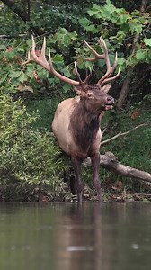 Bull elk bugles along a creek bank during the rut #elk #elkbugle #bullelk #wildlifephotography#nature #animals #rut | Harry Collins Photography