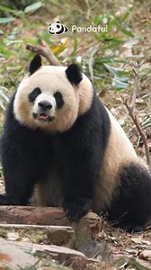 Same one, grown up🐼 And become mom.🐼 #Panda #YuanRun #cute #China #wildlife #PandaLove #animallovers | Pandaful
