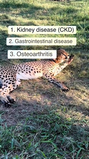1. Chronic kidney disease happens in our house cats and cheetahs as...