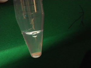 An Optimized Procedure for Fluorescence-activated Cell Sorting FACS Isolation of Autonomic Neural Progenitors from Visceral Organs of Fetal Mice