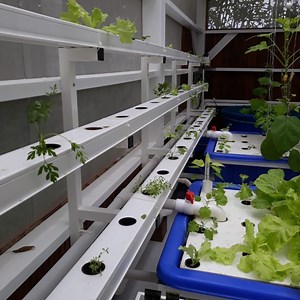 [Hot Item] Nft Hydroponics Grow System Greenhouse PVC Channel with Nft System