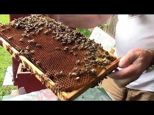 Hobbyimker, hobbyimkern Teil 3