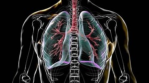 Anatomy Human Respiratory System 3d Animation Stock Footage Video (100% Royalty-free) 3431982013 | Shutterstock