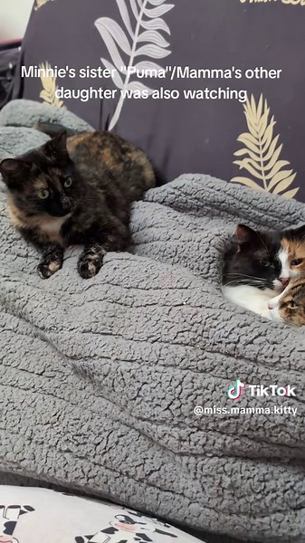 Jealous Sister #fyp #trending #cute #cat #shorts