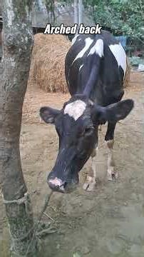 Adynamic Ileus | Colic | Dr. Md. Abu Bakar Ahad