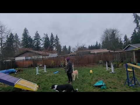 Paris' Redbone Coonhound Agility Foundation -- Collection grid 16-18"