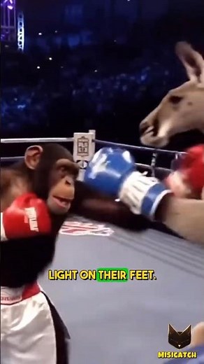 When a Chimp Fights a Kangaroo… Nobody Expected This Ending! 🥊😱🐒🦘