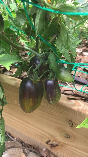 Bran’s Atomic Grape Tomato Harvest Guide