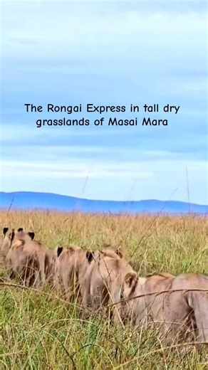 The great Rongai Express in tall grasslands of Masai Mara