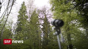Bäume in der Schweiz - Welche Baumarten können wo wachsen: Online-Karten verraten es