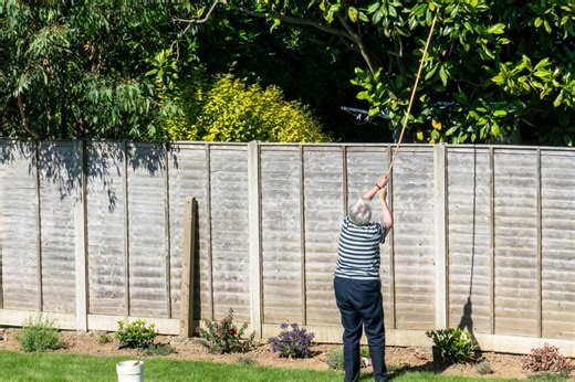 Gardeners warned these are the rules to follow if your neighbour's tree branches are spilling into your yard