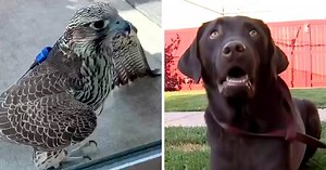 Falcon Lands On Dog’s Back And Starts Attacking Him, Stalks The Dog For Hours
