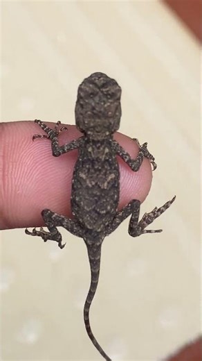 Agama Atra Lizard🦎 #reptile #shorts