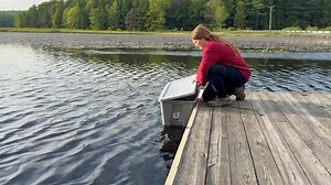 This adult common loon came to us Tuesday after being found in a road. It had minor abrasions to its feet which healed up quickly. We checked its blood for lead which was not an issue. Loons and other diving birds often mistake wet blacktop for a body of water and try to land on it. Many of these birds are then unable to take off without being in water. And most of them cannot walk on land because of their leg placement, so they become stranded. If you find a diving bird on or near a road, it ve