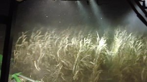 4.5K views · 234 reactions | Finally getting some corn harvest done. New grain system still needs a few tweaks and some bugs exterminated, but we are back to work. | The Farmer's Life | Facebook