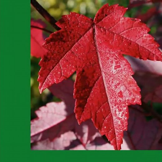 Redpointe® Red Maple