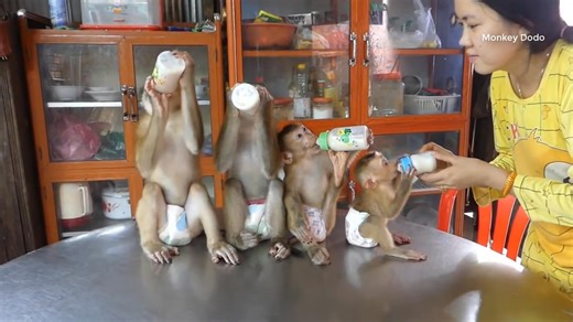 Wohoo Good Discipline & Obedient Monkey | 4 Little Monkey Sit Mannerly Wait Mom Prepare Milk Part 5 | Monkey Dodo