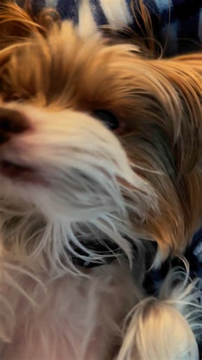 10K views · 749 reactions | Stevie was adopted in September of 2023. He’s been so spoiled since then, he and his mom have full on conversations. | Yorkie Haven Rescue | Facebook