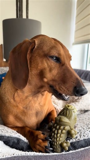 ASMR | Perro salchicha - Dachshund