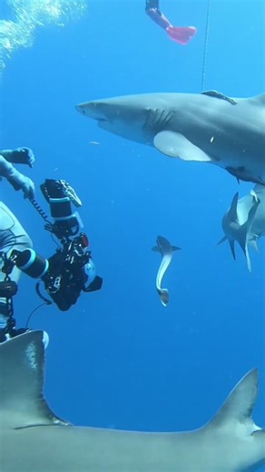 Discover sharks on TikTok