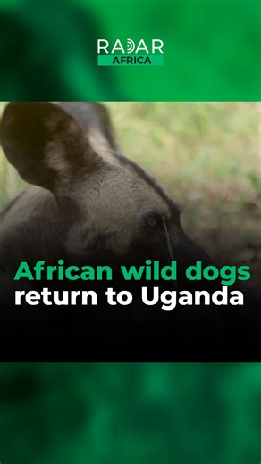 African wild dogs have been reintroduced to Uganda after being functionally extinct for decades as eight animals brought from South Africa adapt to their ancestral habitat. | Radar Africa