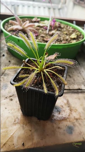 Drosera Capensis Alba