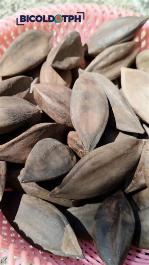Ano ang Geographical Indication (GI) at bakit mahalaga ang Bikol Pili? Alamin kung bakit sama-samang itinutulak ng mga magsasaka, processor, at ahensya ng gobyerno ang GI protection ng pili. | BicoldotPH