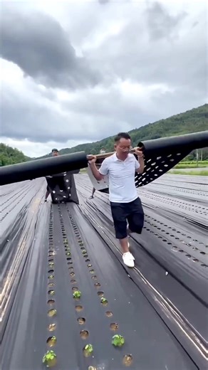 Chinese innovative farming techniques #shortsfeed