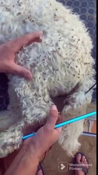 Just let the ADB Petite (Automatic Slickerbrush) do the brushing... Invented by 2 doodlebreeders who needed one themselves to keep own beloved dogs tanglefree in an easy and petfriendly way www.easywayofgrooming.com | Auto Dog Brush