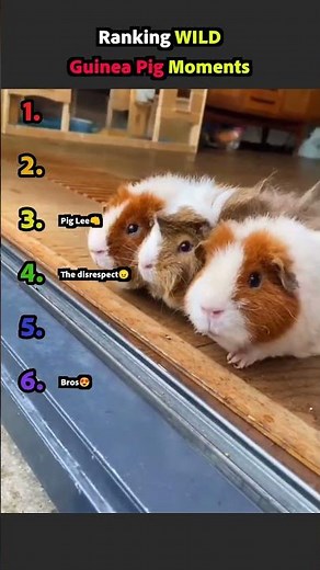 Ranking WILD Guinea Pig Moments