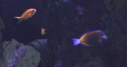 Pittsburgh Zoo explores building new aquarium