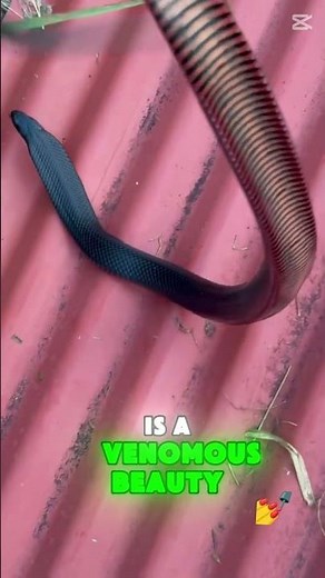 Red-Bellied Black Snake: The Venomous Beauty of Australia