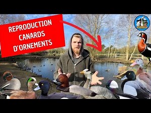 REPRODUCTION CANARD D’ORNEMENT 2025