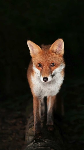 🥇 What Is a Fox Wedding?