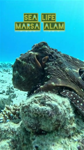 Reef inhabitants Marsa Alam