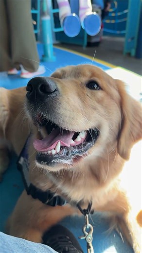 Service Dogs on carousel at sea world