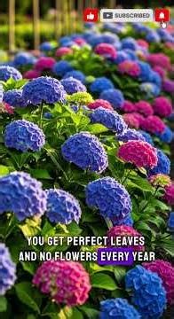The Hydrangea Pruning Mistake That Stops Them Flowering Every Year