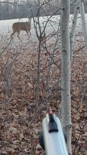 bushman_oo7 (@bushman_oo7)’s videos with original sound - bushman_oo7