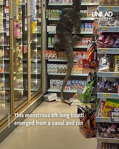 Imagine walking into your grocery store and seeing this 😭🦎 | UNILAD Adventure