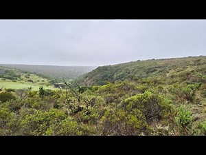 Fynbos Walk With Blackie - Nyosi Wildlife Reserve