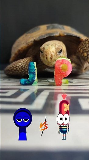 Jevin Sprunki VS Pinky Malinky In Feeding Turtle Tortoise ASMR