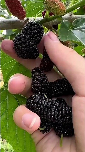 Plucking Sweet Mulberries in Seconds
